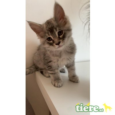 Maine Coon - Kater