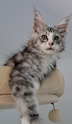 Maine Coon - Kater