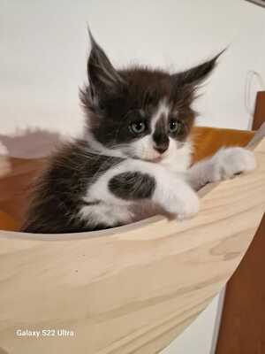 Maine Coon - Kater