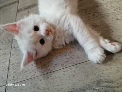Maine Coon - Kater