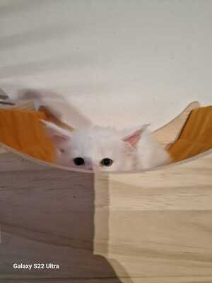 Maine Coon - Kater