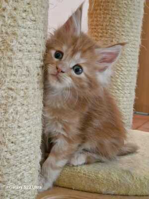 Maine Coon - Kater