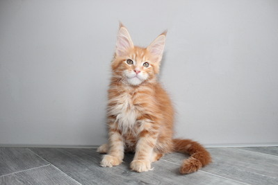 Maine Coon Kater Wellington und Walker, Maine Coon Jungtier - Kater