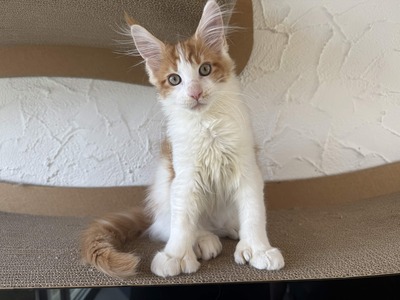 Maine Coon Kater mit Stammbaum - sofort auszugsbereit, Maine Coon Jungtier - Kater