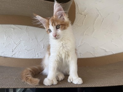 Maine Coon Kater mit Stammbaum - sofort auszugsbereit, Maine Coon Jungtier - Kater