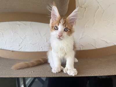 Maine Coon Kater mit Stammbaum - sofort auszugsbereit, Maine Coon Jungtier - Kater