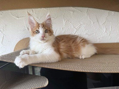 Maine Coon Kater mit Stammbaum - sofort auszugsbereit, Maine Coon Jungtier - Kater
