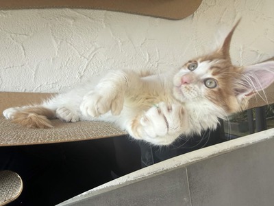 Maine Coon Kater mit Stammbaum - sofort auszugsbereit, Maine Coon Jungtier - Kater
