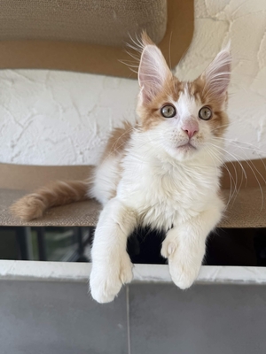 Maine Coon Kater mit Stammbaum - sofort auszugsbereit, Maine Coon Jungtier - Kater