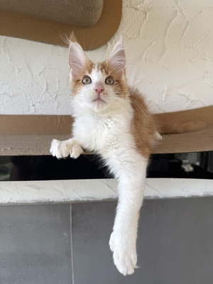 Maine Coon Kater mit Stammbaum - sofort auszugsbereit, Maine Coon Jungtier - Kater