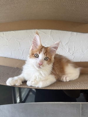 Maine Coon Kater mit Stammbaum - sofort auszugsbereit, Maine Coon Jungtier - Kater