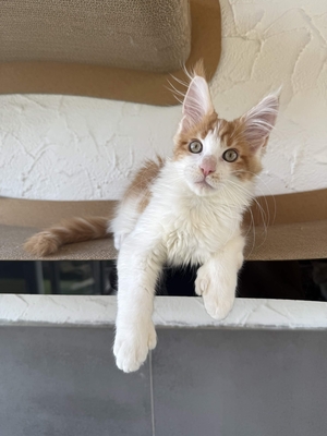 Maine Coon Kater mit Stammbaum - sofort auszugsbereit, Maine Coon Jungtier - Kater