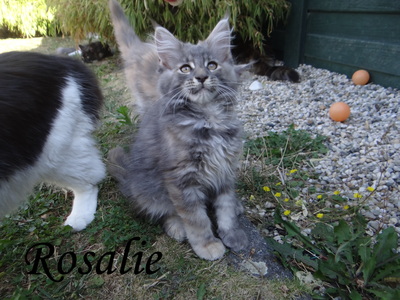 Maine Coon - Katze