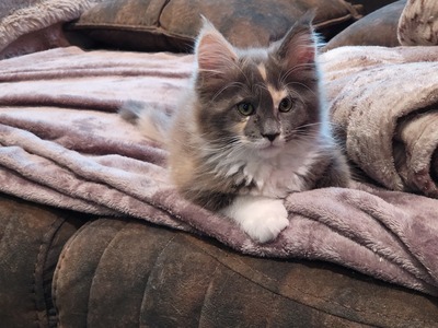 Maine Coon Kitten - Gamya - blue tortie + white Mädchen, MAINE COON KITTEN Jungtier - Katze