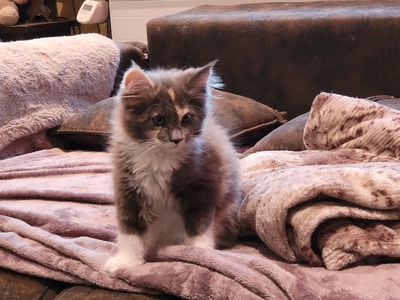 Maine Coon Kitten - Gamya - blue tortie + white Mädchen, MAINE COON KITTEN Jungtier - Katze