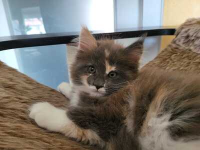 Maine Coon Kitten - Gamya - blue tortie + white Mädchen, MAINE COON KITTEN Jungtier - Katze