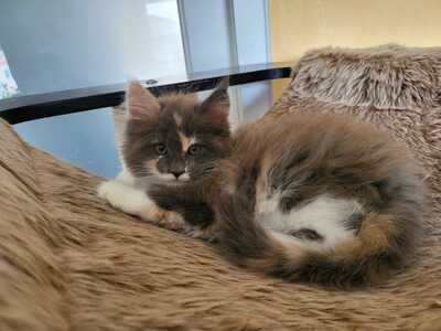Maine Coon Kitten - Gamya - blue tortie + white Mädchen, MAINE COON KITTEN Jungtier - Katze