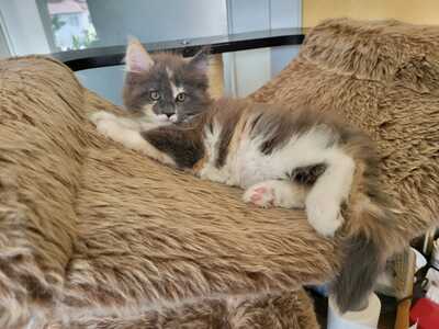 Maine Coon Kitten - Gamya - blue tortie + white Mädchen, MAINE COON KITTEN Jungtier - Katze