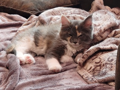 Maine Coon Kitten - Gamya - blue tortie + white Mädchen, MAINE COON KITTEN Jungtier - Katze