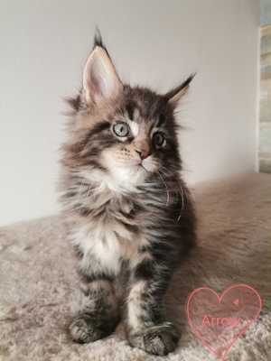 Maine Coon Kitten mit Stammbaum, Maine Coon Jungtier - Kater