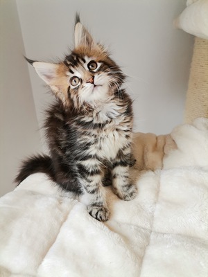 Maine Coon Kitten mit Stammbaum, Maine Coon Jungtier - Katze