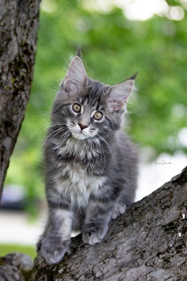 Maine Coon Kitten suchen neues Zuhause, Maine Coon - Kater