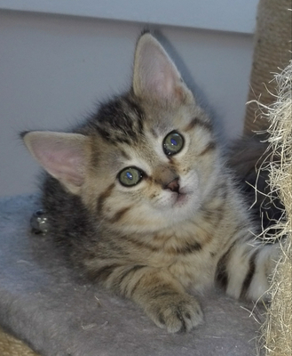 Maine Coon Mix und Kurilen Bobtail Jungtier - Katze