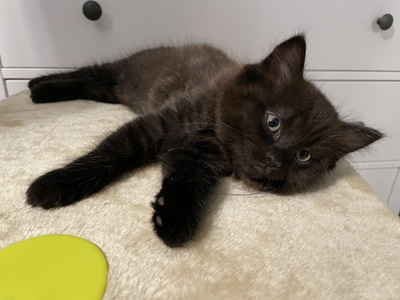 Maine Coon & Ragdoll Jungtier - Katze