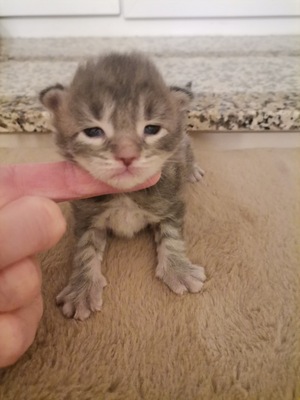 Maine Coon mit Stammbaum, Maine Coon - Kater