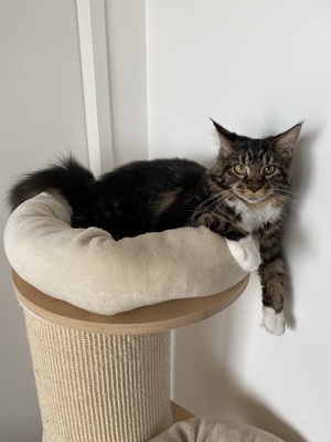 Maine coon Jungtier - Katze