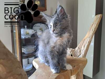 Maine coon Jungtier - Katze