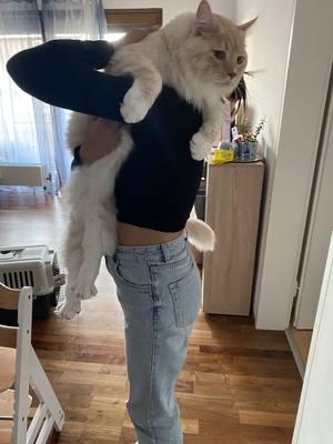 Mainecoon Kater Nero, Main Coon - Katze