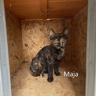 Maja sucht ein liebevolles Zuhause, EKH Jungtier - Katze