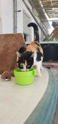 Mako, Mischling - Katze