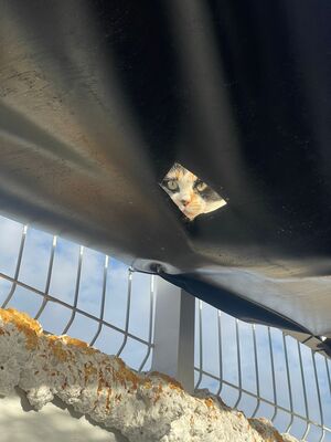 Mako, Mischling - Katze