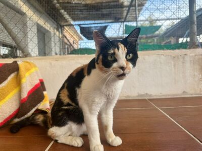 Mako, Mischling - Katze