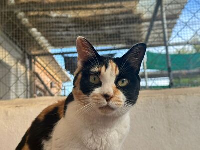 Mako, Mischling - Katze