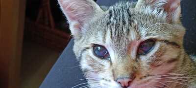 Malou, Europäisch Kurzhaar - Katze