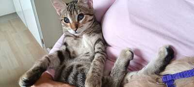 Malou, Europäisch Kurzhaar - Katze