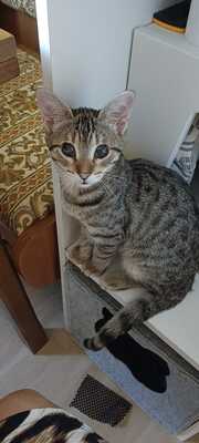 Malu, Europäisch Kurzhaar - Katze