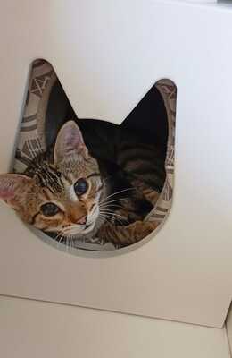 Malu, Europäisch Kurzhaar - Katze