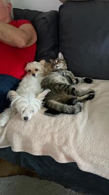 Malu, Europäisch Kurzhaar - Katze