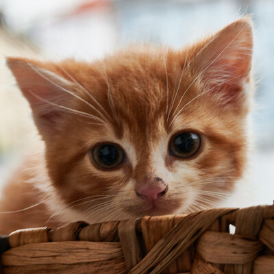 Mandarin, Europäische Hauskatze - Kater