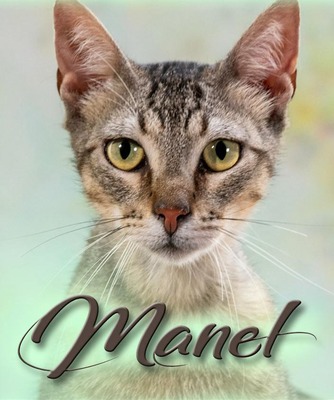 Manel - jung und verspielt, Mix - Kater
