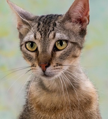 Manel - jung und verspielt, Mix - Kater