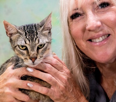 Manel - jung und verspielt, Mix - Kater