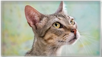 Manel - jung und verspielt, Mix - Kater