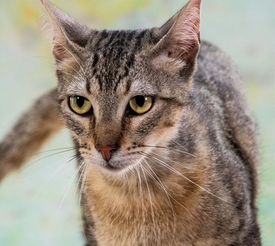 Manel - ung und verspielt, Mix - Kater