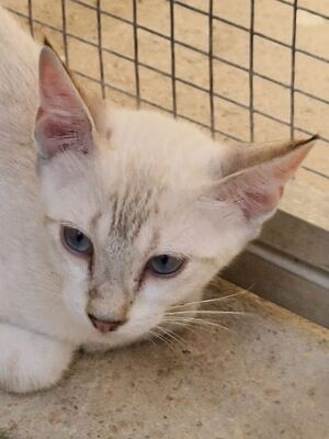 Mar (geb. April 26) - Siam-Mix, Siam-Mix - Katze