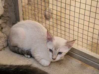 Mar (geb. April 26) - Siam-Mix, Siam-Mix - Katze
